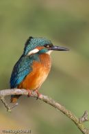 Kingfisher
