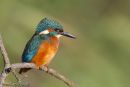 Kingfisher