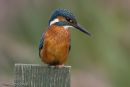 Kingfisher