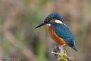 Kingfisher