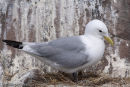 Kittiwake