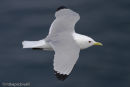 Kittiwake