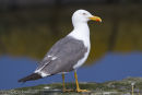 Lesser Black Backed Gull