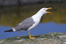 Lesser Black Backed Gull