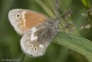 Large Heath butterfly