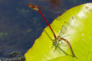 Large Red Damselflies