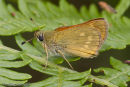 Large Skipper Butterfly