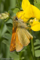Large Skipper butterfly