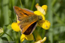 Large Skipper butterfly