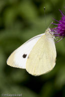 Large White