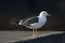 Lesser Black Backed Gull