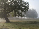 Early morning mist at Great Limber
