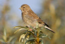 Linnet