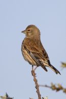 Linnet