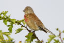 Male linnet