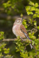 Linnet