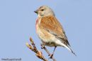 Male Linnet