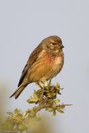 Linnet