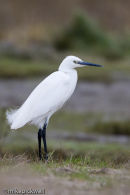 Little Egret