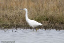 Little Egret