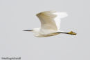 Little Egret
