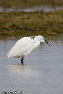 Little Egret