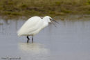 Little Egret