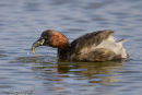 Little Grebe