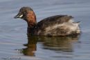 Little Grebe