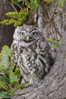 Little Owl