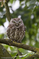 Little Owl