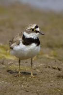 Little Ringed Plover
