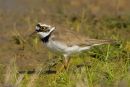 Little Ringed Plover
