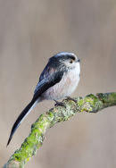 Long Tailed Tit