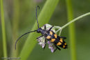 Longhorn Beetle