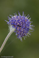 Devilsbit Scabious