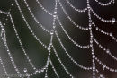 Early morning dew on Spider's web.