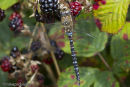 Male Migrant Hawker