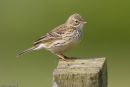 Meadow Pipit