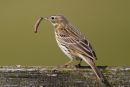 Meadow Pipit