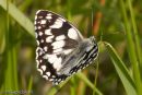 Marbled White butterfly