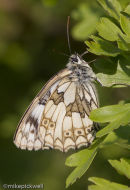 Marbled White