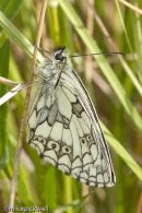 Marbled White