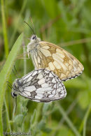 Marbled Whites mating