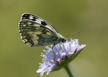 Marbled White