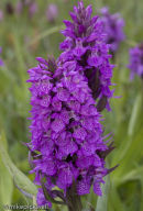 Marsh Orchid