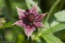 Marsh Cinquefoil