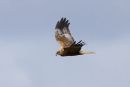 Marsh Harrier