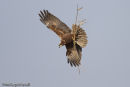 Marsh Harrier 