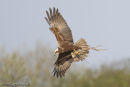 Marsh Harrier